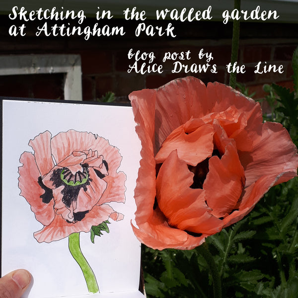 Flower studies: Sketching in the walled garden at Attingham Park