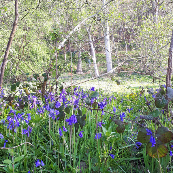 Bluebells and Cow Parsley