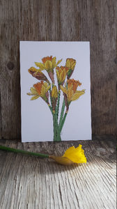 Daffodil print by Alice Draws The Line, botanical illustration art print of a bunch of daffodils