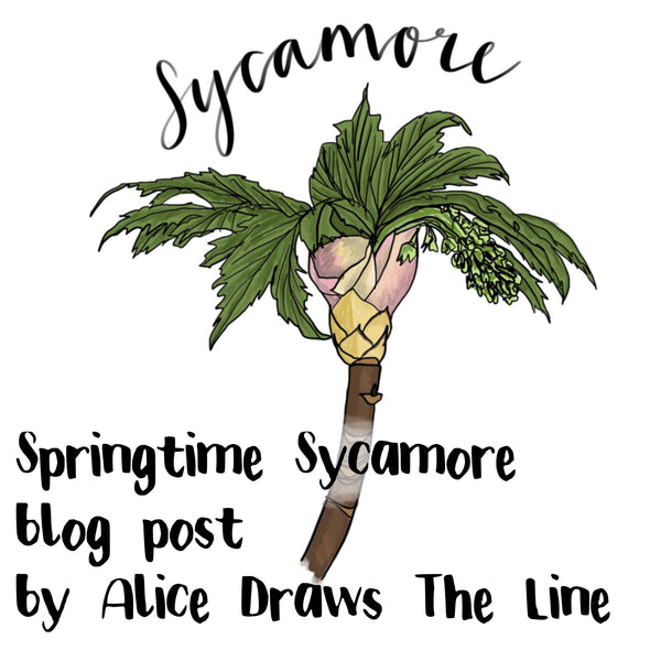 Springtime Sycamore