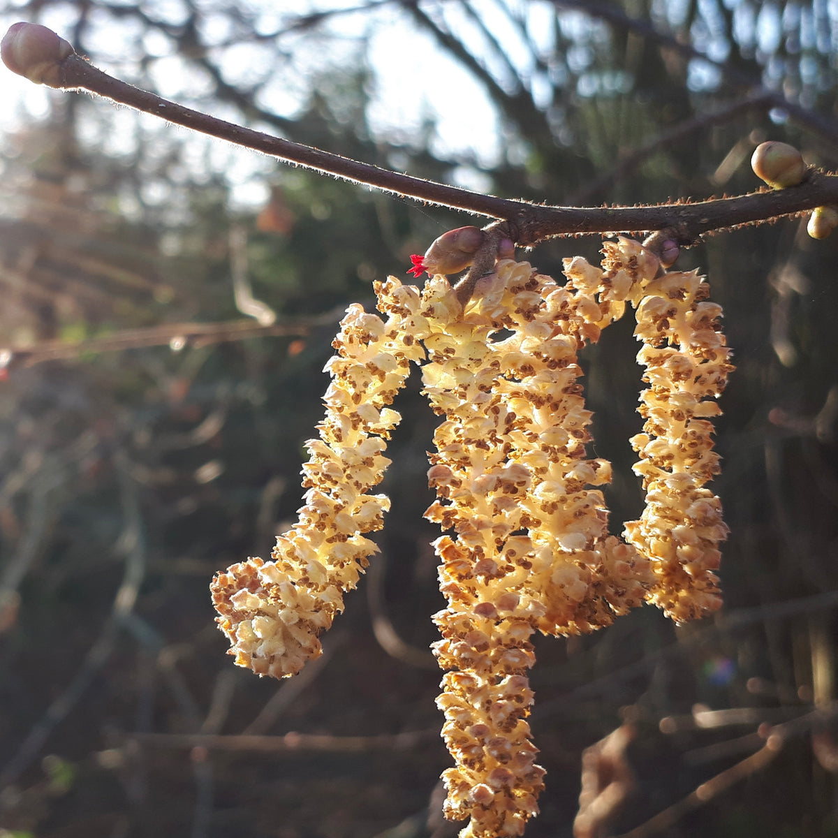 Spring Things Bob Spring things – Alice Draws The Line