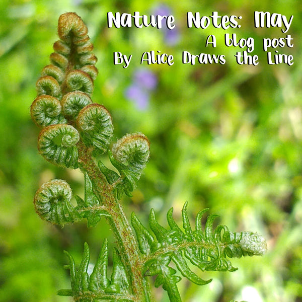 Nature notes from May