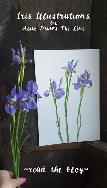Iris Illustrations