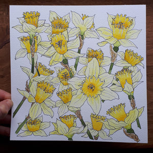 Original ink and watercolour daffodil illustration by Alice Savery of Alice Draws the Line