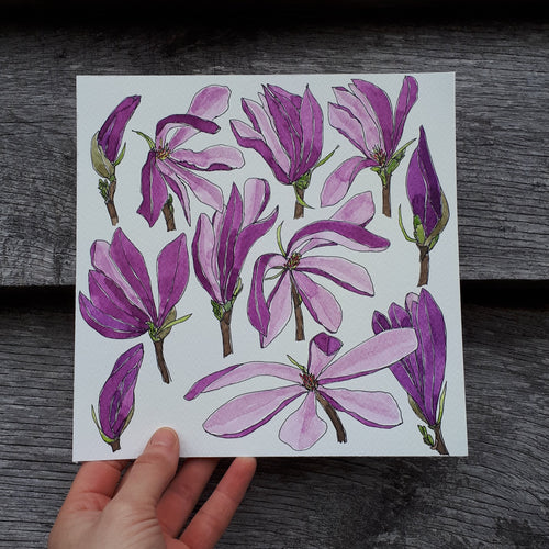 Magnolia blooms by Alice Savery of Alice Draws the Line, original watercolour illustration
