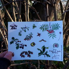 Load image into Gallery viewer, Autumn fruit and seeds sticker sheet by Alice Draws the Line