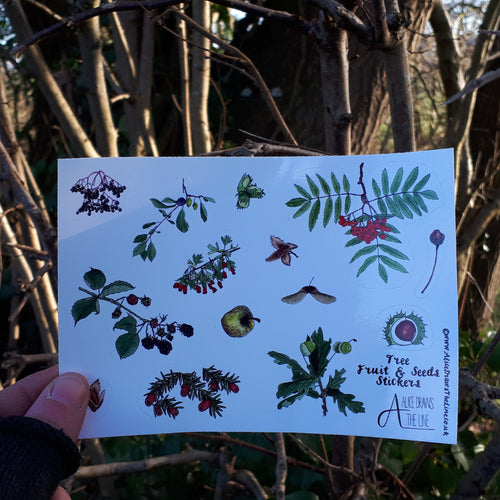 Autumn fruit and seeds sticker sheet by Alice Draws the Line