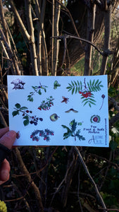 Autumn fruit and seeds sticker sheet by Alice Draws the Line