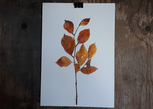 Autumnal Beech leaves  by Alice Draws The Line folded leaf