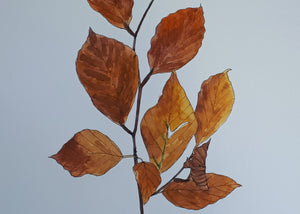 Autumnal Beech leaves detail by Alice Draws The Line folded leaf