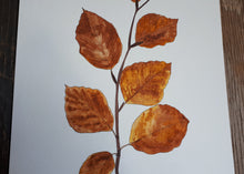 Load image into Gallery viewer, Autumnal Beech leaves detail by Alice Draws The Line