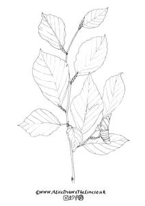 Tree species colouring in sheets