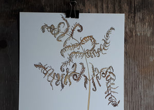 Bracken Illustration by Alice Draws the Line