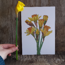 Load image into Gallery viewer, Daffodil print by Alice Draws The Line, botanical illustration art print of a bunch of daffodils