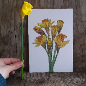 Daffodil print by Alice Draws The Line, botanical illustration art print of a bunch of daffodils