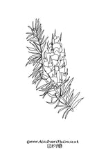 Load image into Gallery viewer, Tree species colouring in sheets