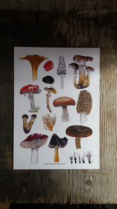 Fungi art print by Alice Draws The Line, A4 printed on recycled card, fly agaric, morel, chanterelle mushrooms art