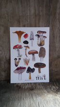 Load image into Gallery viewer, Fungi art print by Alice Draws The Line, A4 printed on recycled card, fly agaric, morel, chanterelle mushrooms art