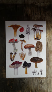Fungi art print by Alice Draws The Line, A4 printed on recycled card, fly agaric, morel, chanterelle mushrooms art