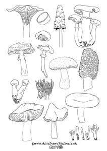 Fungi, Ferns and miscellaneous other colouring in sheets!