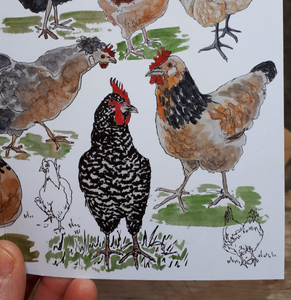 Chickens galore! Greeting Card, Blank inside