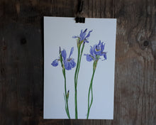 Load image into Gallery viewer, Irises