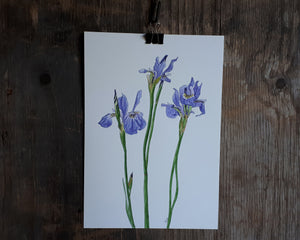 Irises