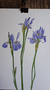 Irises