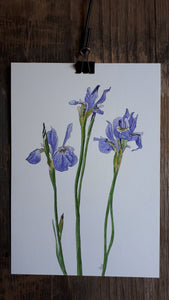 Irises