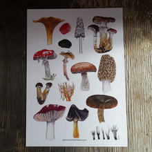 Load image into Gallery viewer, Fungi art print by Alice Draws The Line, A4 printed on recycled card, fly agaric, morel, chanterelle mushrooms art 
