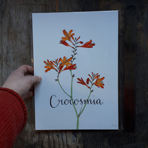 Crocosmia