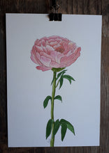 Load image into Gallery viewer, Pink Peony