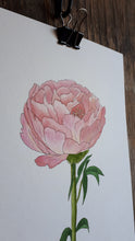 Load image into Gallery viewer, Pink Peony