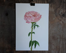 Load image into Gallery viewer, Pink Peony