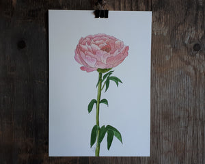 Pink Peony