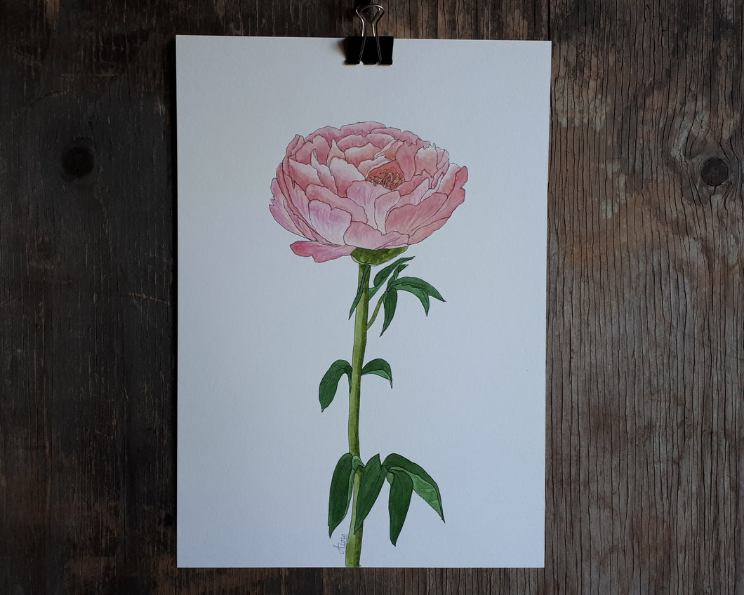 Pink Peony