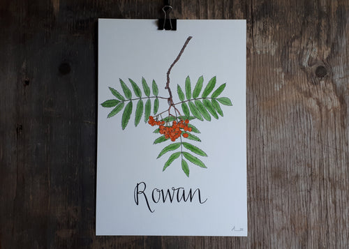 Rowan illustration by Alice Draws The Line