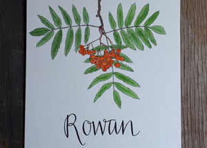 Rowan illustration by Alice Draws The Line