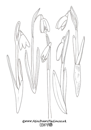 Snowdrops colouring in sheet