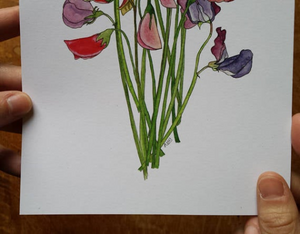 Sweet Peas art print by Alice Draws The Line, A5 botanical print on recycled card