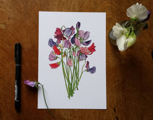 Sweet Pea art print by Alice Draws The Line, A5 botanical print on recycled card