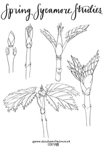 Tree species colouring in sheets