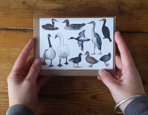 Ducks card by Alice Draws the Line, pond birds card