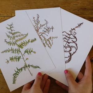 Bracken prints by Alice Draws the Line, set of three A5 prints