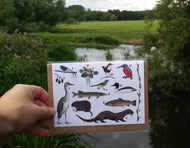 River species Greeting card with identification numbers and names on the back by Alice Draws The Line