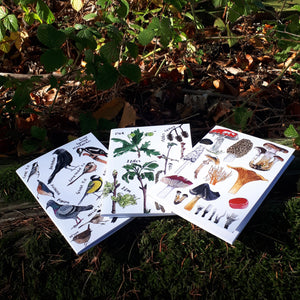 fungi notebook, tree notebook and garden birds notebook by Alice Draws the Line