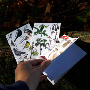 Nature notebook trio by Alice Draws the Line