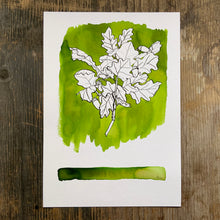 Load image into Gallery viewer, Green oak illustration by Alice Draws the Line, drawn with homemade feather quill pen