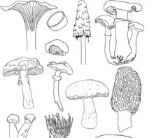 Load image into Gallery viewer, Fungi, Ferns and miscellaneous other colouring in sheets!