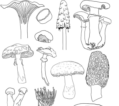 Fungi, Ferns and miscellaneous other colouring in sheets!